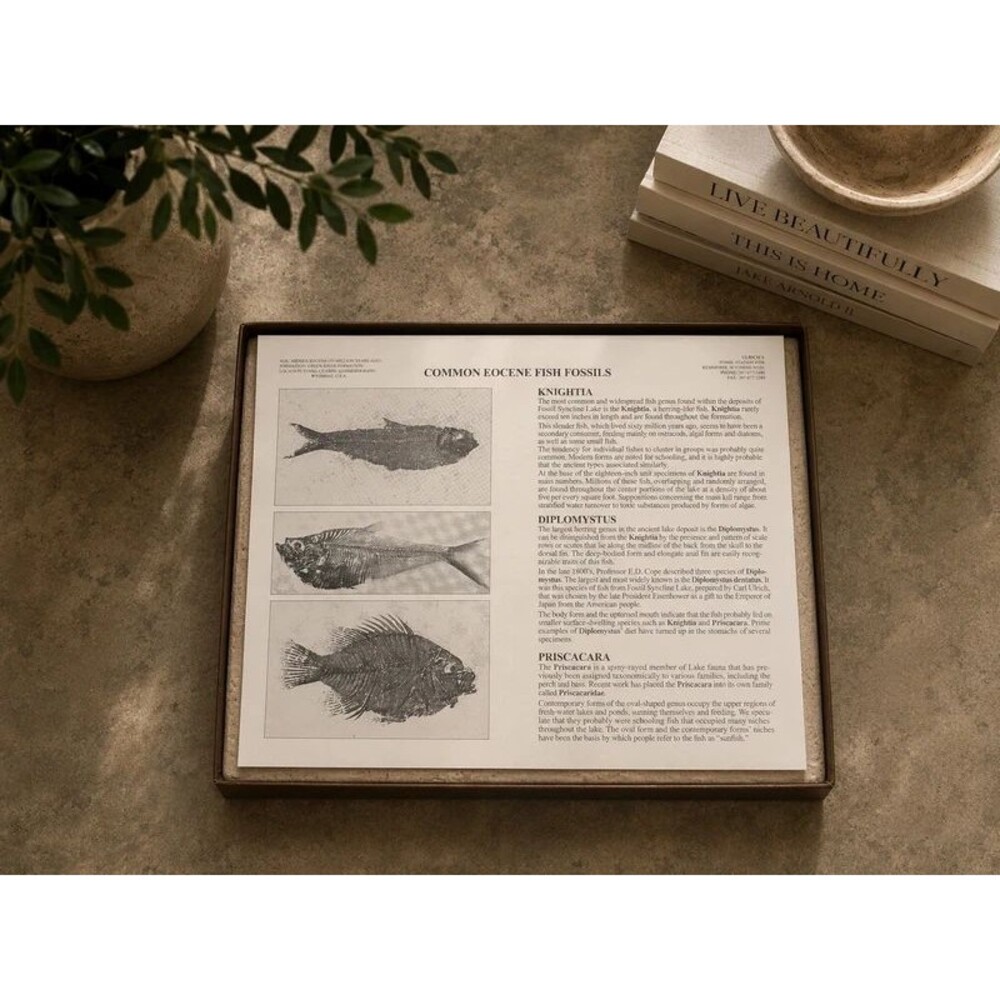 Vintage 1977 Stone Fish Fossil Excavation Kit Wyoming